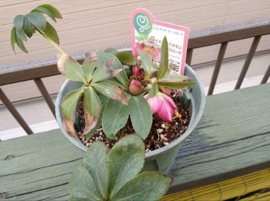 開花中　つぼみ付◆プチドール彩◆ラベル付◆ミヨシのクリスマスローズ◆メリクロン苗