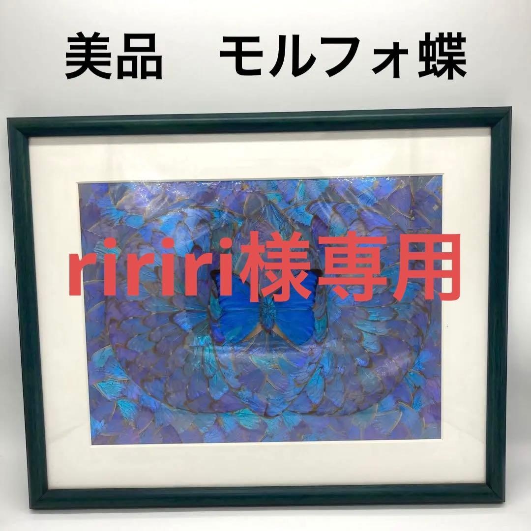 【レア】　モルフォ蝶　アート　標本　芸術　コレクション　海外　昆虫 13上