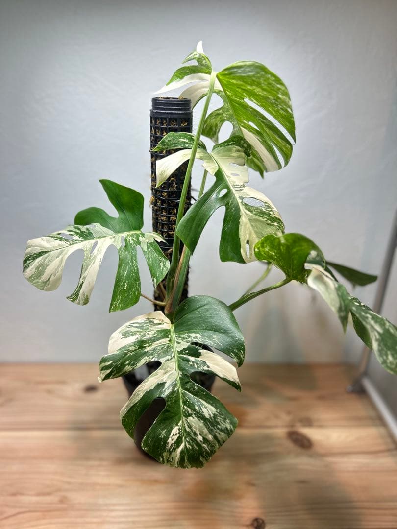 【極美】希少斑入り モンステラ・ボルシギアナ・アルボ 現物出品 大株 美斑あり