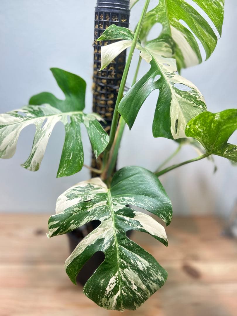 【極美】希少斑入り モンステラ・ボルシギアナ・アルボ 現物出品 大株 美斑あり