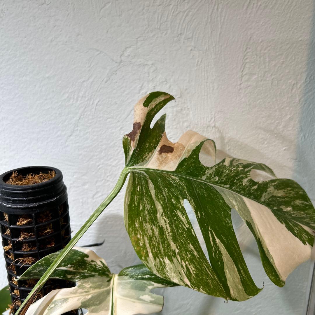 【極美】希少斑入り モンステラ・ボルシギアナ・アルボ 現物出品 大株 美斑あり