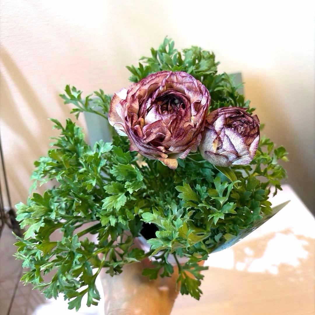 ラナンキュラス　セレンディ　アンティークカラー　キメラ咲き　ポット苗《2/11》