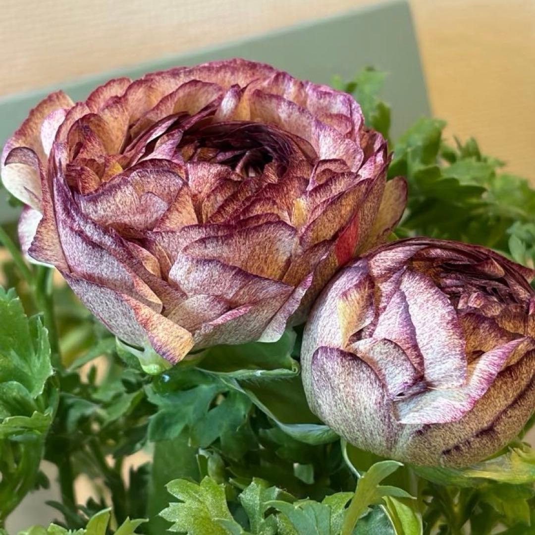 ラナンキュラス　セレンディ　アンティークカラー　キメラ咲き　ポット苗《2/11》