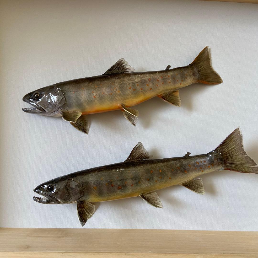 魚剥製　イワナ
