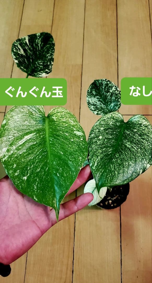 ぐんぐん玉残り3セットのみ1㎏業務用増量タイプ通常15,000円→10,000円