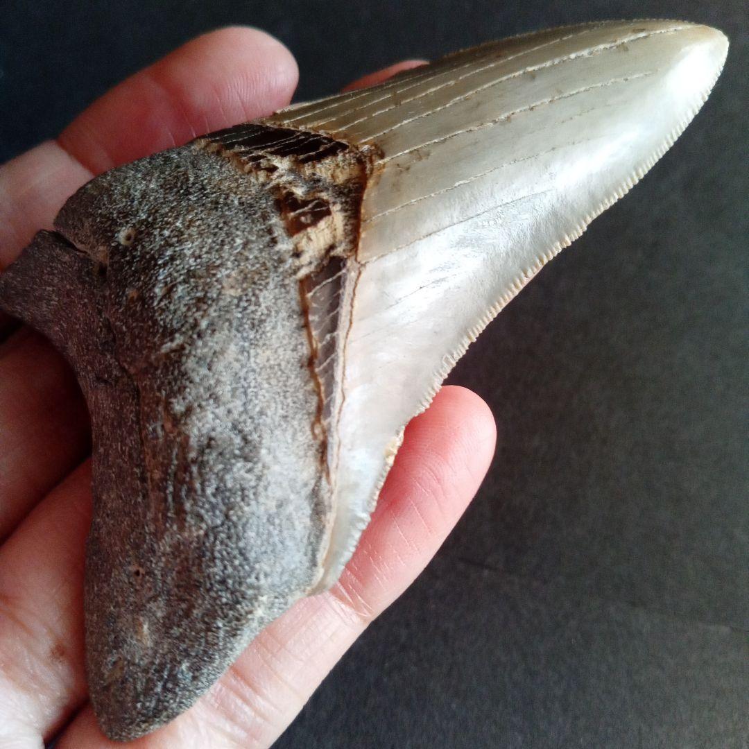 サメの歯　USA　メガロドン　歯化石　特大　美麗　ノースカロライナ産　91mm