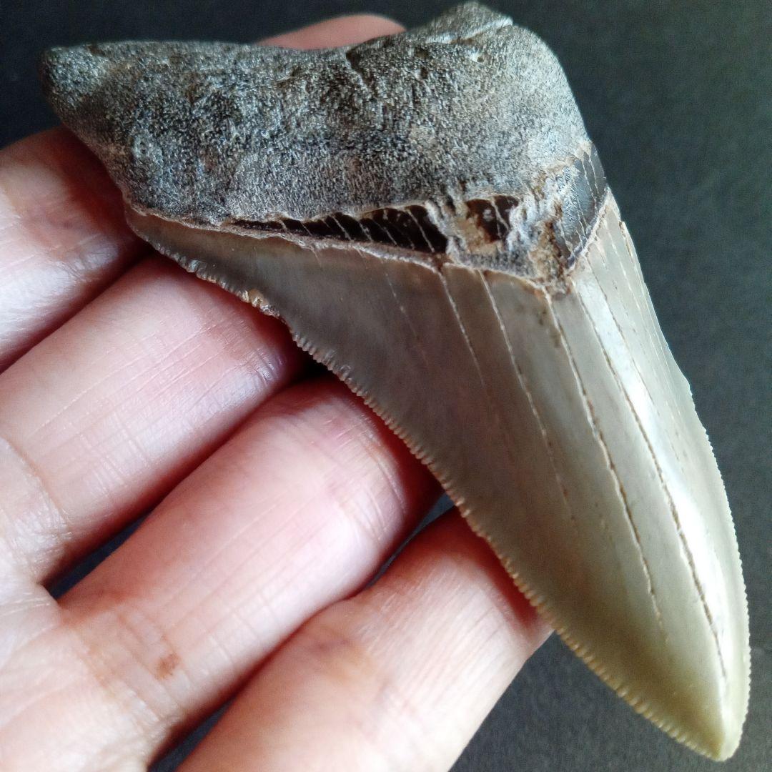 サメの歯　USA　メガロドン　歯化石　特大　美麗　ノースカロライナ産　91mm