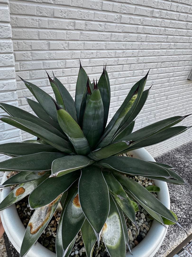 アガベ 観葉植物 ロイヤルスピン　ハイブリッド