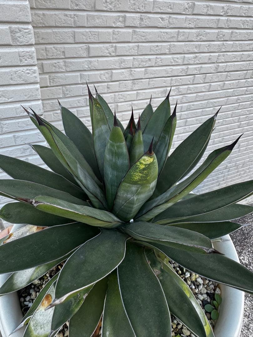 アガベ 観葉植物 ロイヤルスピン　ハイブリッド
