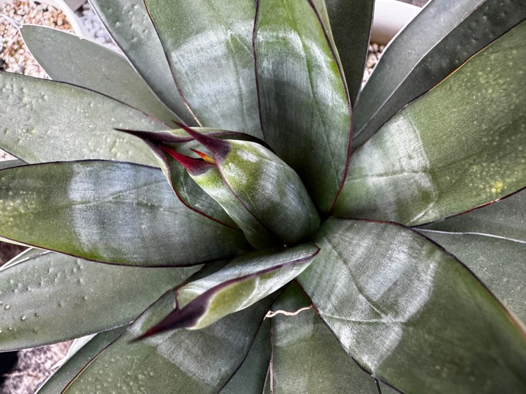 アガベ 観葉植物 ロイヤルスピン　ハイブリッド