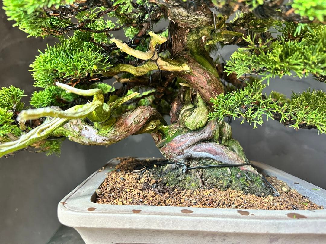 盆栽　糸魚川真柏　中品