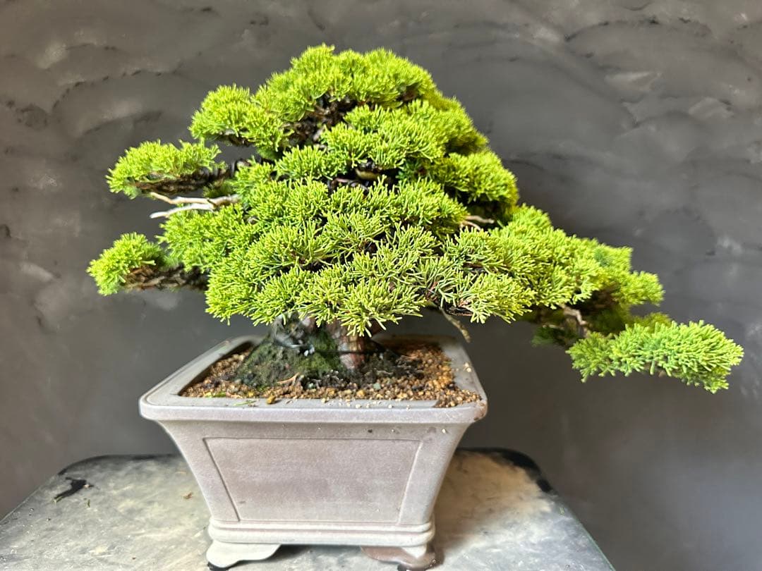 盆栽　糸魚川真柏　中品