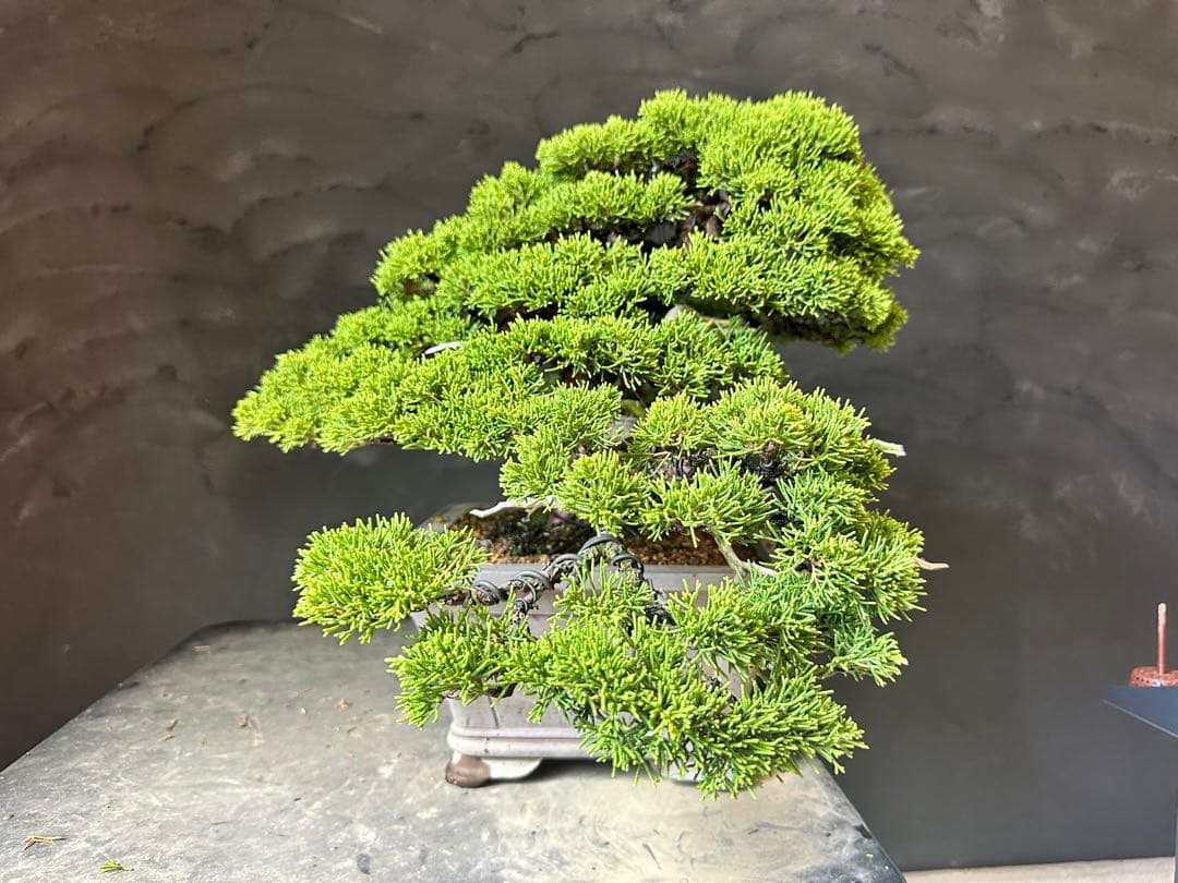 盆栽　糸魚川真柏　中品