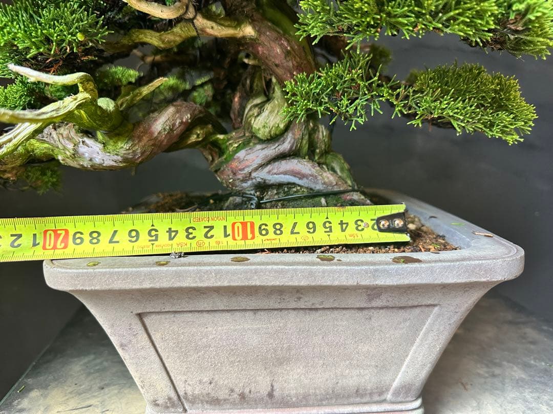 盆栽　糸魚川真柏　中品