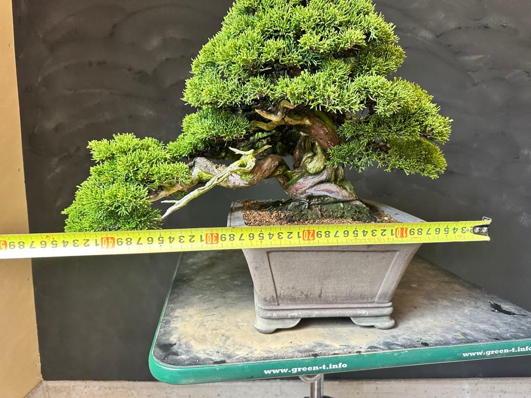 盆栽　糸魚川真柏　中品