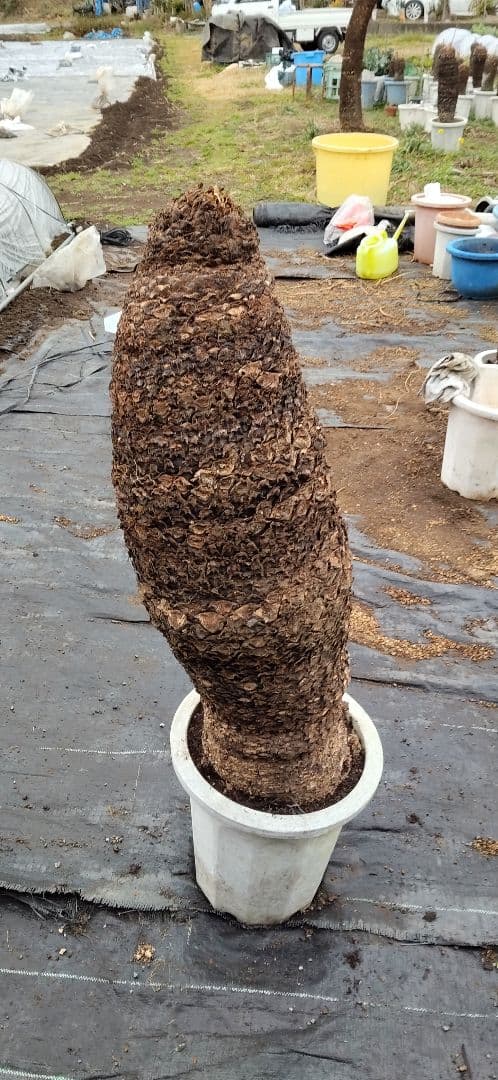 ドスコイ級のソテツ。10号プラ鉢 高さ1m07cm程(鉢底から)　数ケの子株付き