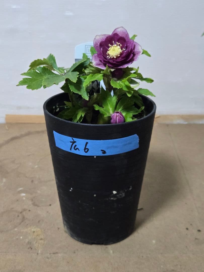 ☆広瀬園芸☆クリスマスローズ☆4.5号鉢☆