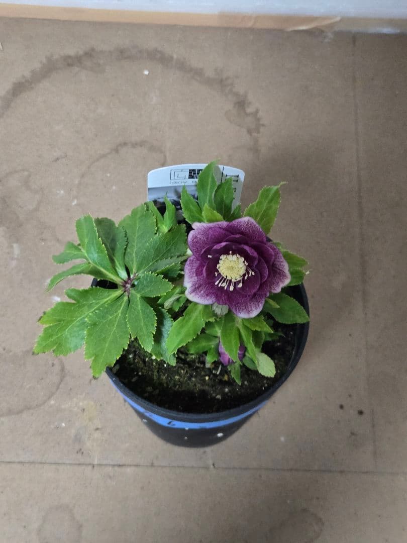 ☆広瀬園芸☆クリスマスローズ☆4.5号鉢☆