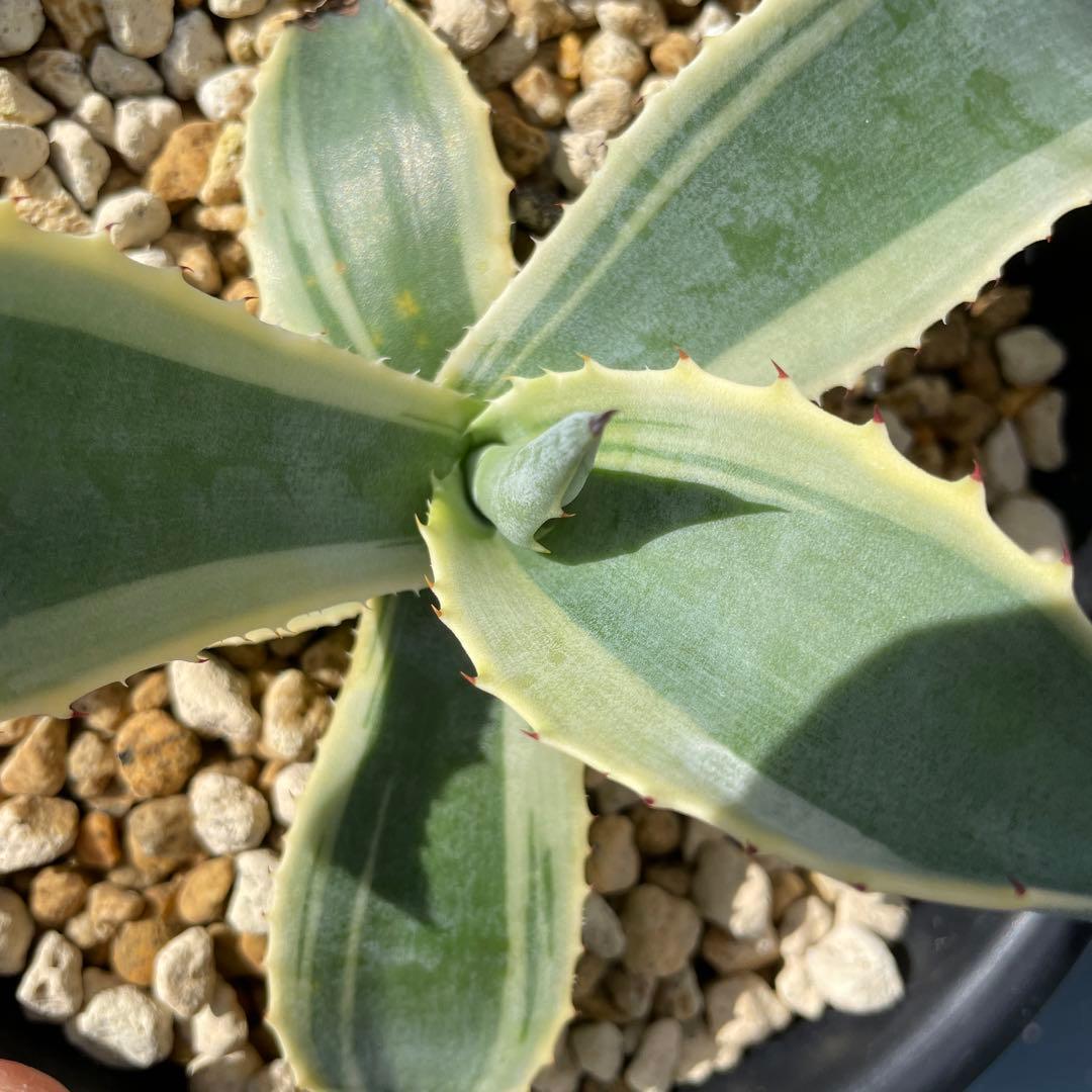 アガベ　リップルエフェクト