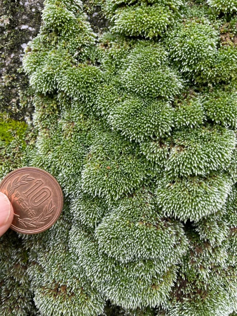 ギンゴケ　銀苔　生育状況確認用ページ