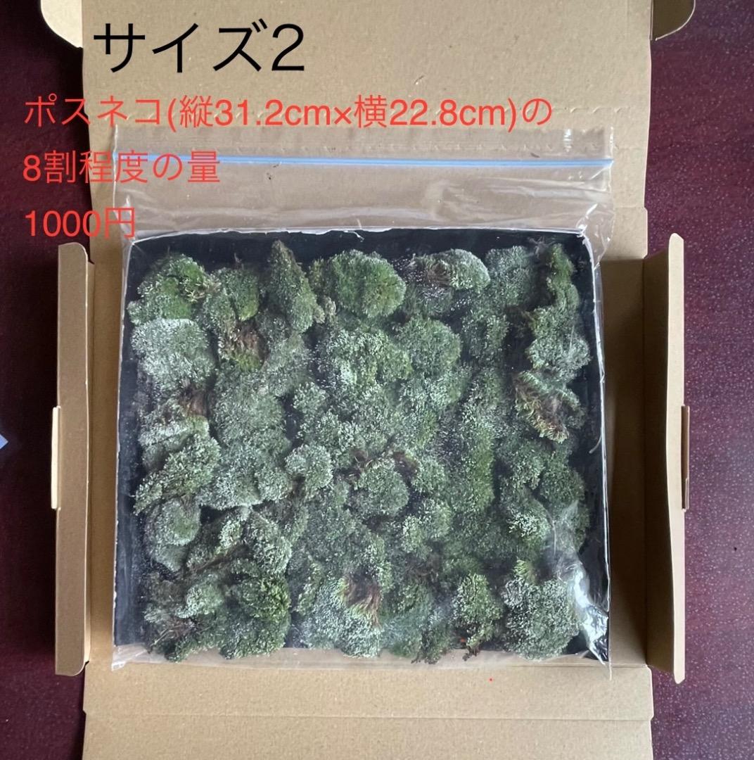 ギンゴケ　銀苔　生育状況確認用ページ