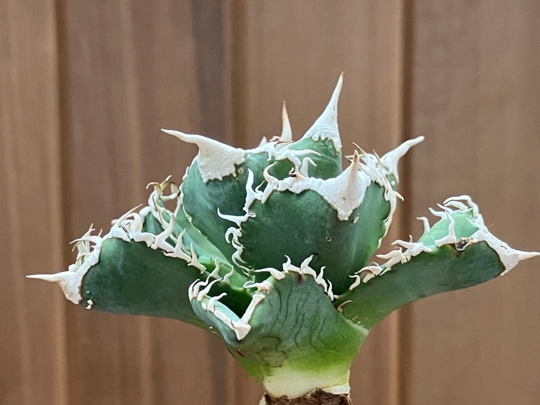 イ*オ様 【初売りオークション】63 特選　サイズ大　アガベ　白豪刺　TC