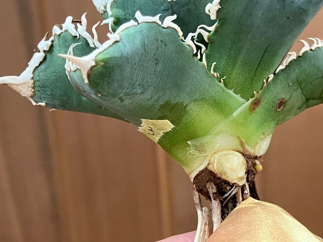 イ*オ様 【初売りオークション】63 特選　サイズ大　アガベ　白豪刺　TC