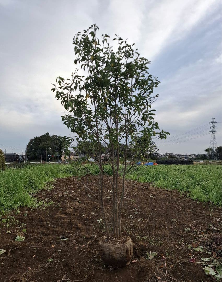 ソヨゴ 雌株 雑木 ――アオダモ アオハダ モミジ 山彩り ――