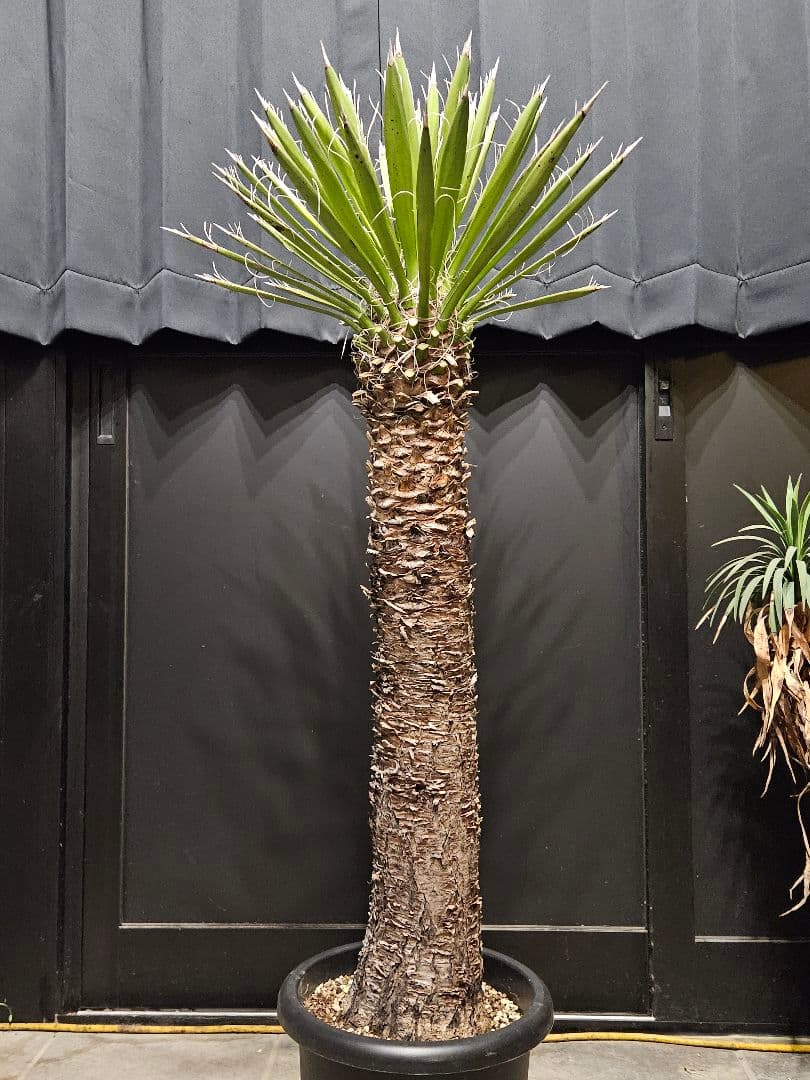 専用出品 特、リピ割 ユッカ フィリフェラ (せ)