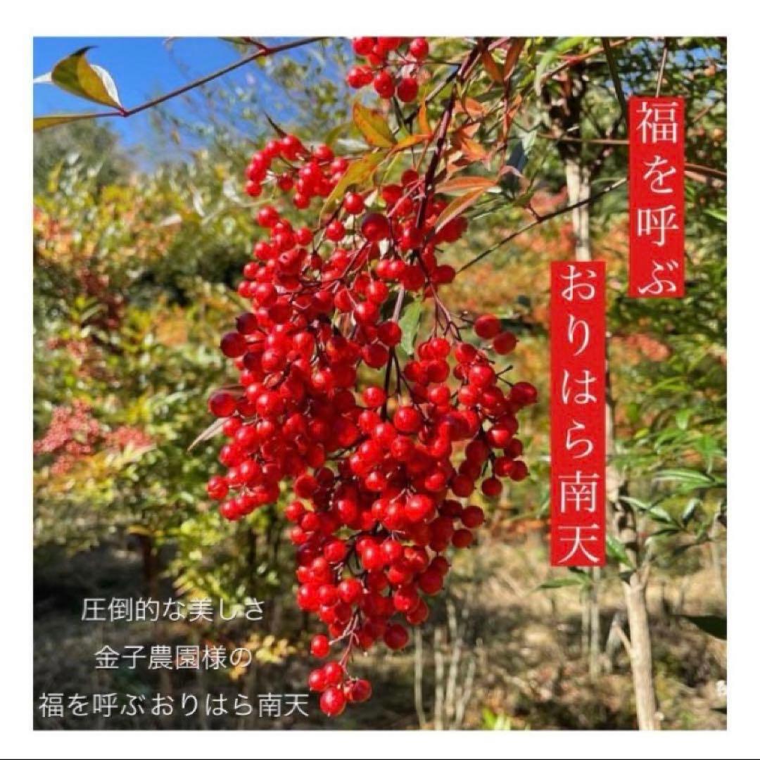 ⚠️専用品⚠️ おりはら南天使用！ 南天 玉 ミニ 自然素材のみ お正月飾り 縁起物