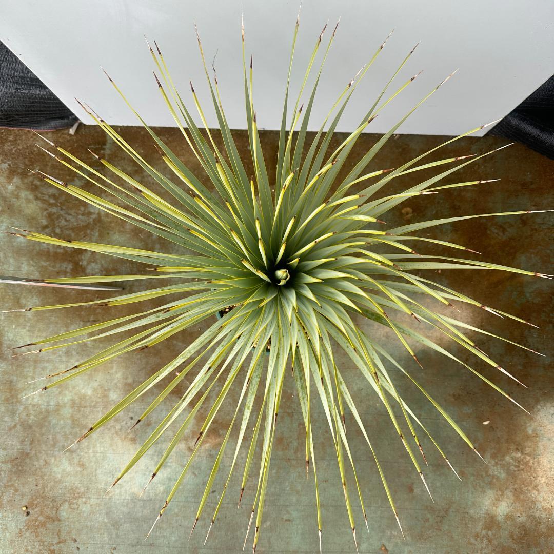 ユッカ　ロストラータ【24-664】超美形　シルバーブルー