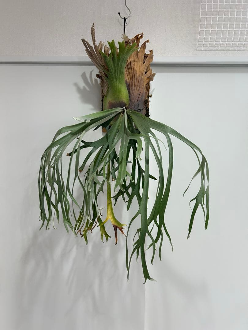 ビカクシダ willinckii Gn.Argopuro親株