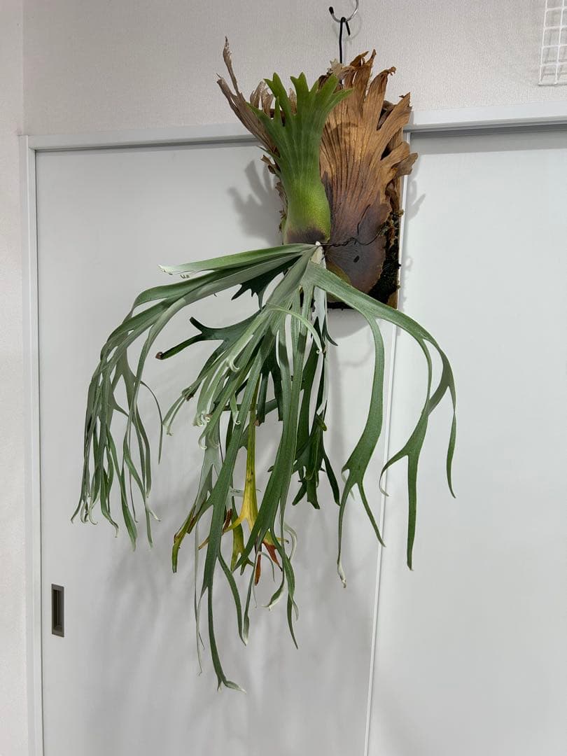 ビカクシダ willinckii Gn.Argopuro親株