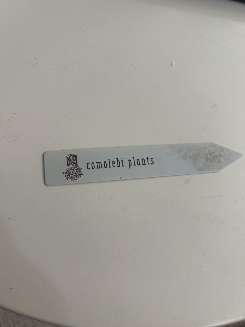 ビカクシダ willinckii Gn.Argopuro親株