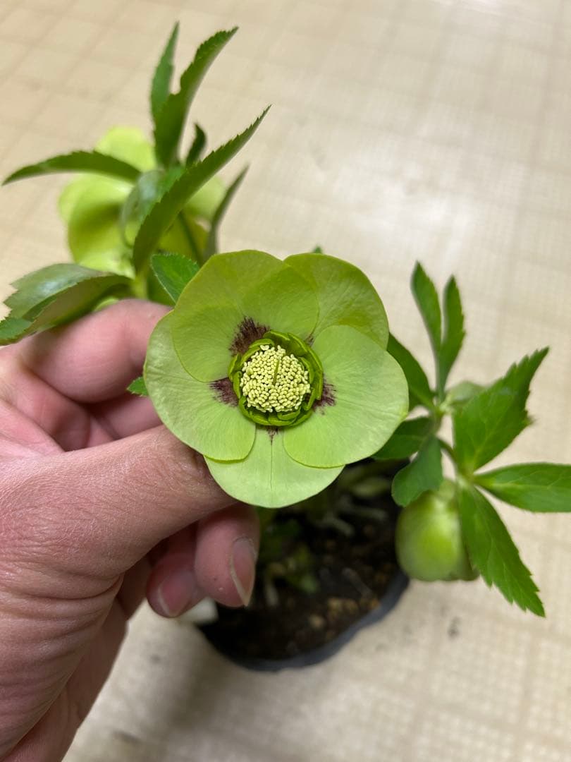 グリーンセミダブル 加藤農園クリスマスローズ同梱可能