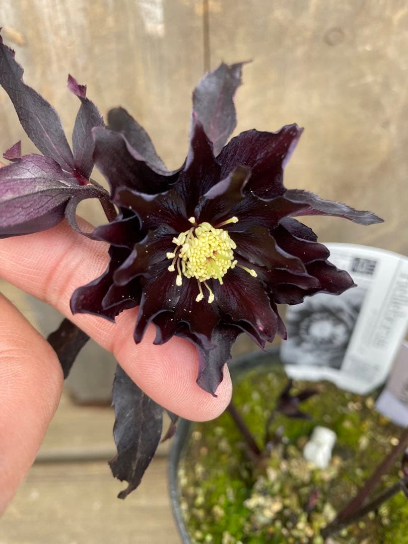 ブラックマジック　広瀬園芸