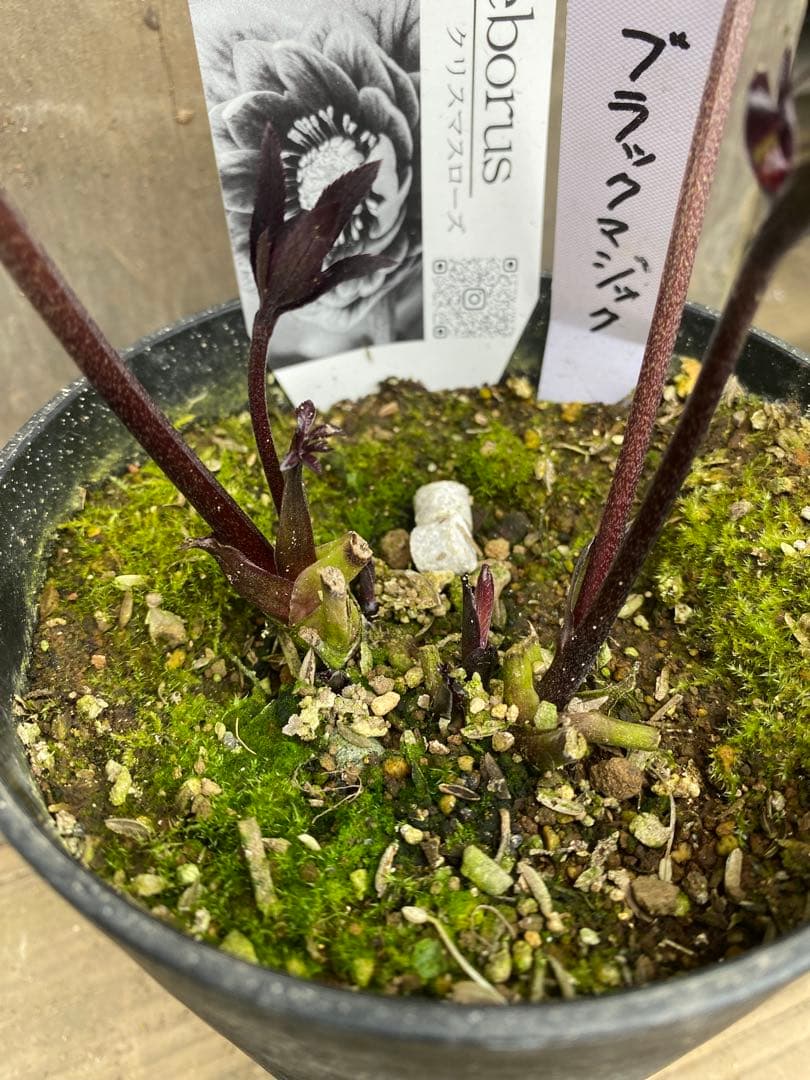 ブラックマジック　広瀬園芸