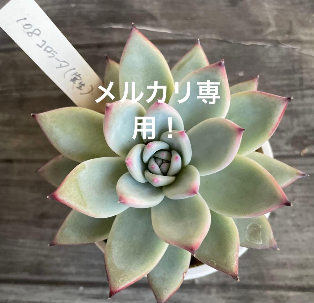 Mさん苗　108コロラータ（実生）　臼田リンゼアナ