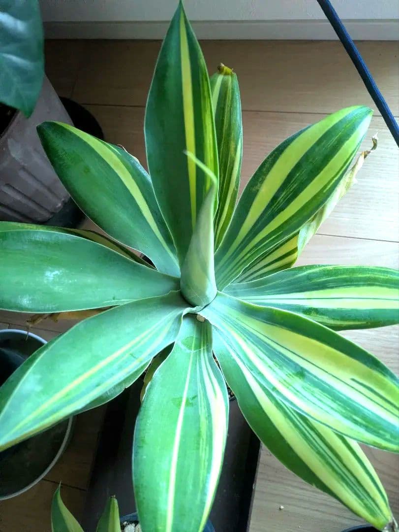 アテナータ　斑入り　翡翠盤　アガベ　縞斑　サボテン　ユーフォルビア