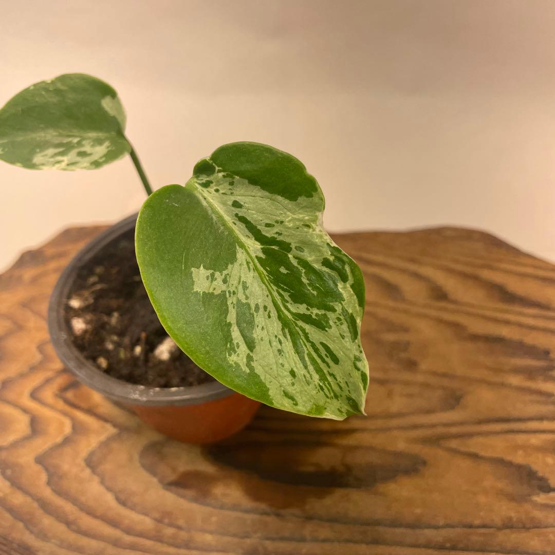 六*ん様 a31品種保証！斑入り保証！Bulbasaurモンステラ バルバソー