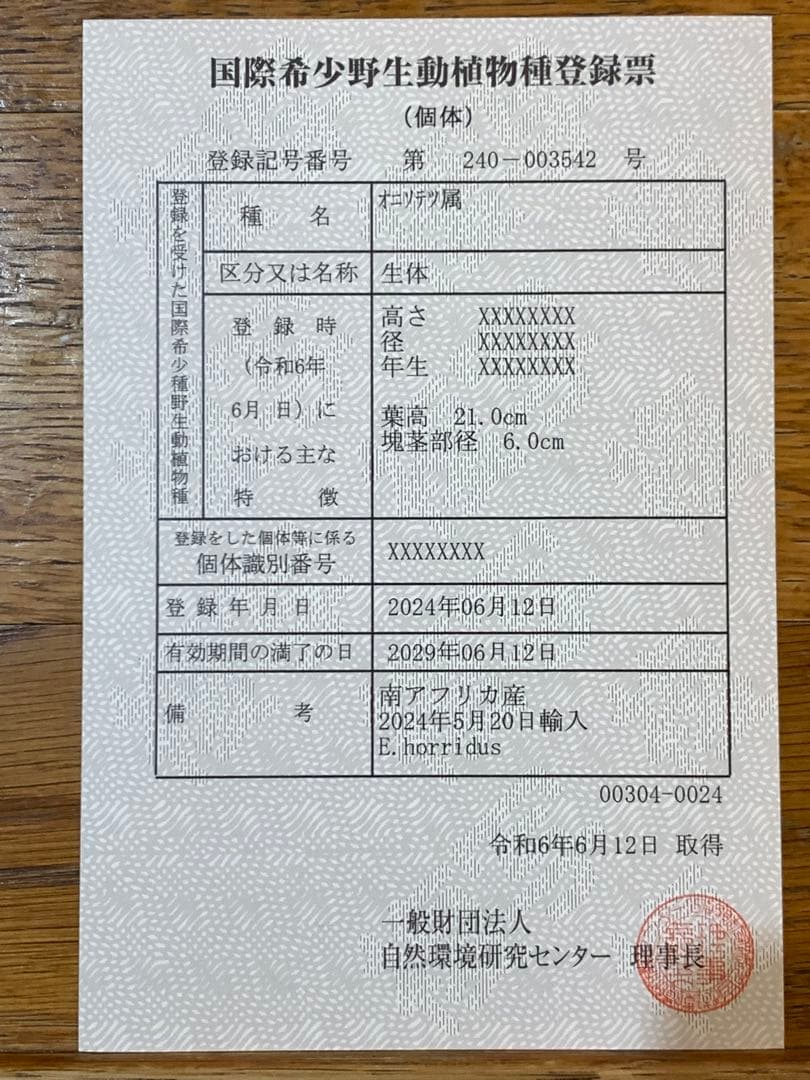 【発色良好】エンセファラルトス・ホリダス｜シャープ葉・優良個体No3-24