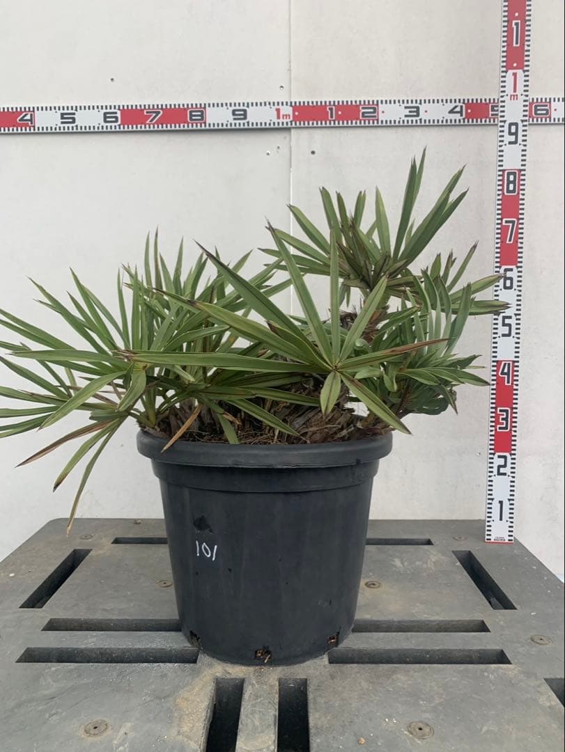 トリスリナックス　みのり（やまのうち）ページ