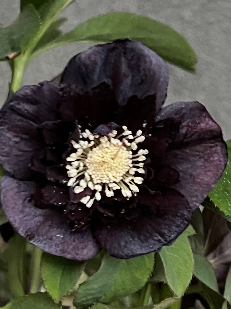 クリスマスローズ　漆黒　レア