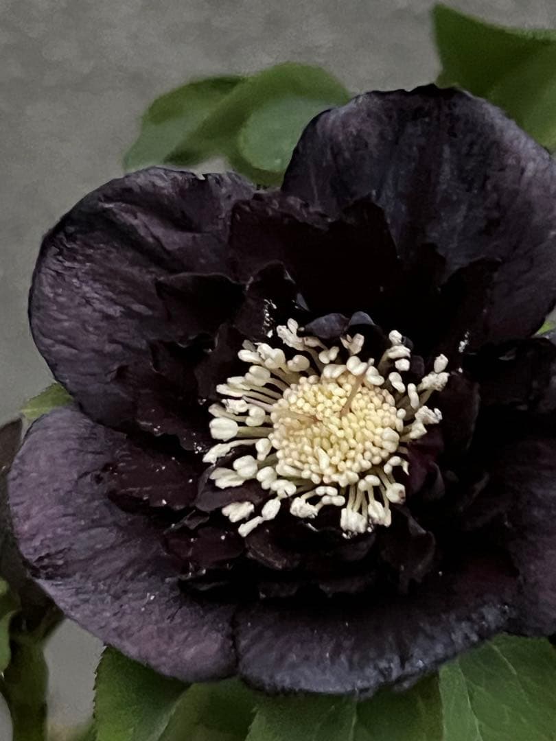 クリスマスローズ　漆黒　レア