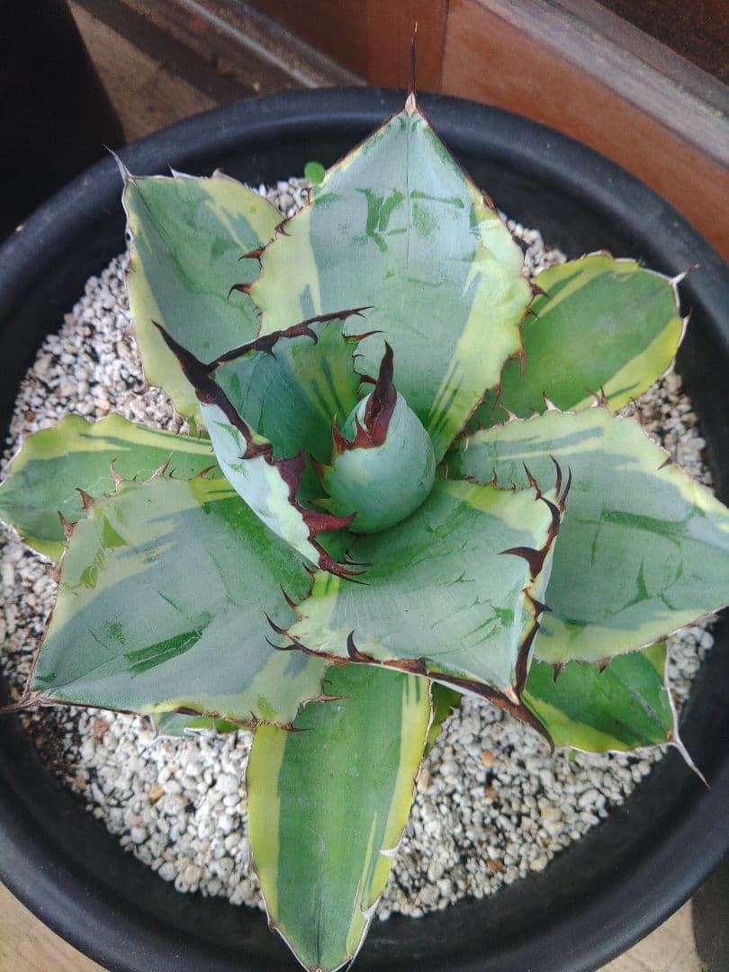 アガベ　ブラックダイヤモンド