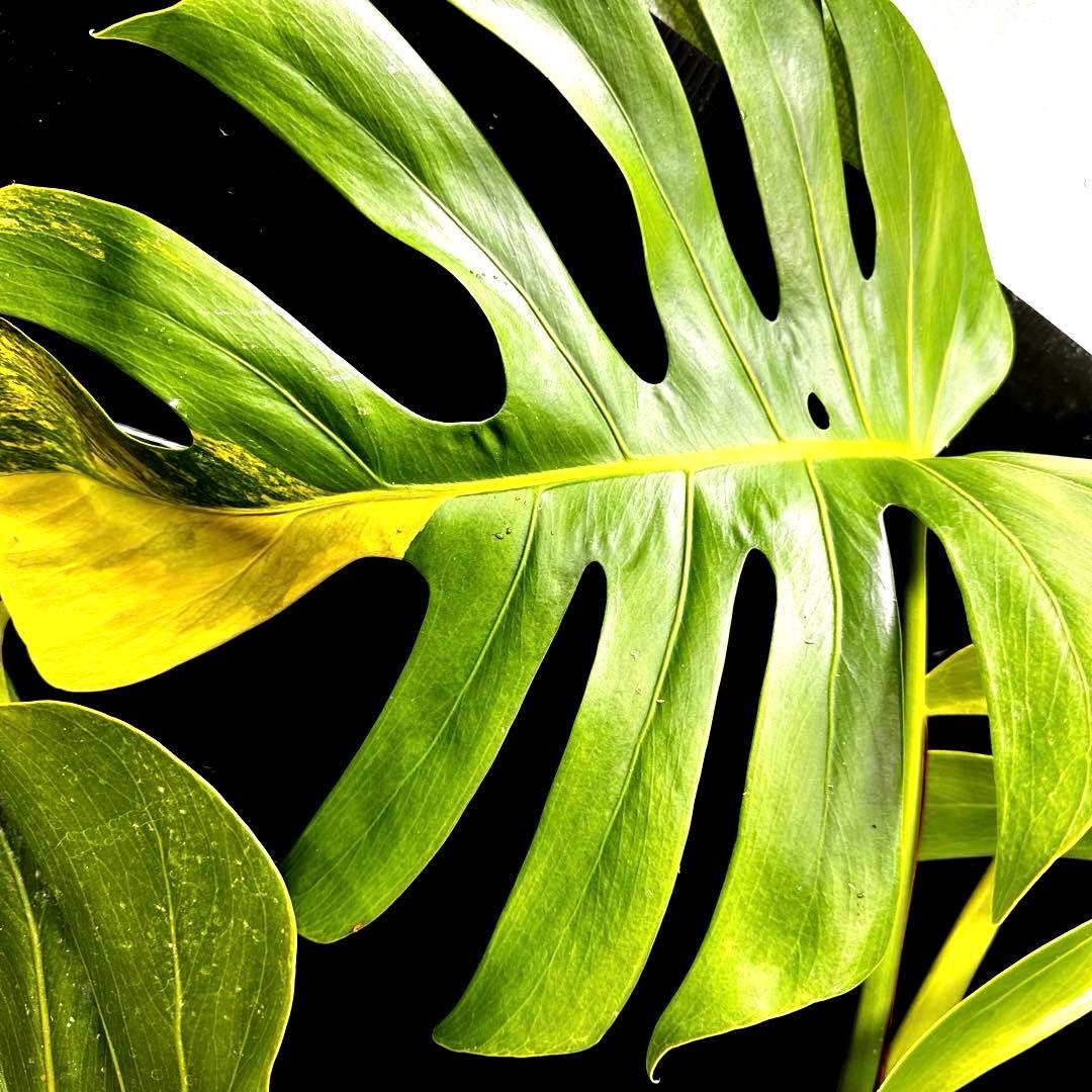 1*o様 斑入りモンステラボルシギアナオーレア黄斑4号鉢植え79cm発根済み安心