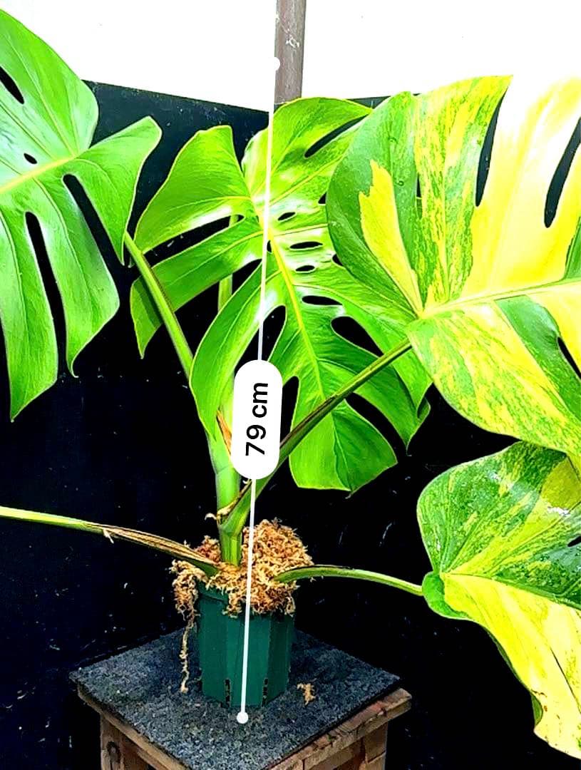 1*o様 斑入りモンステラボルシギアナオーレア黄斑4号鉢植え79cm発根済み安心