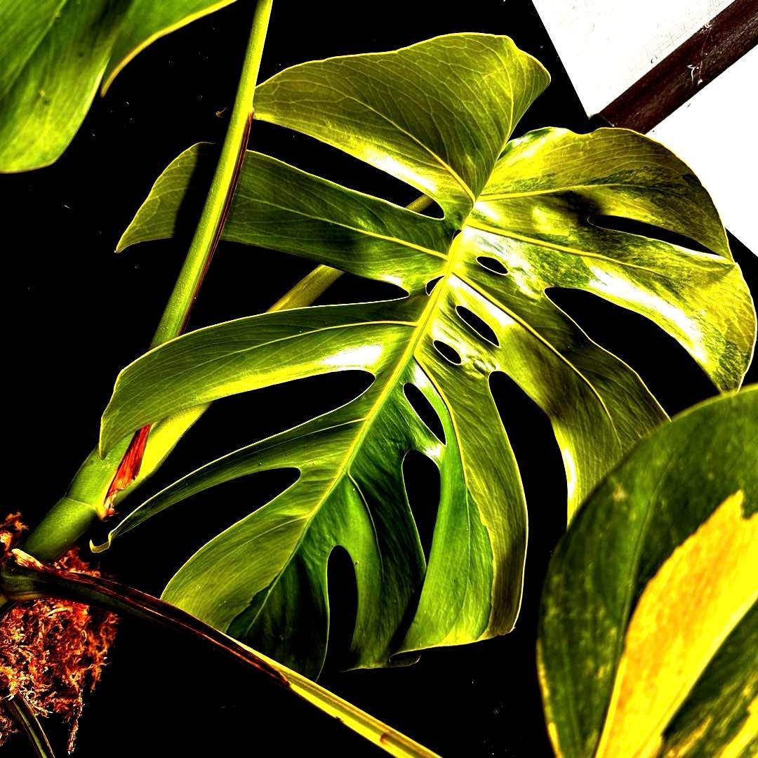 1*o様 斑入りモンステラボルシギアナオーレア黄斑4号鉢植え79cm発根済み安心