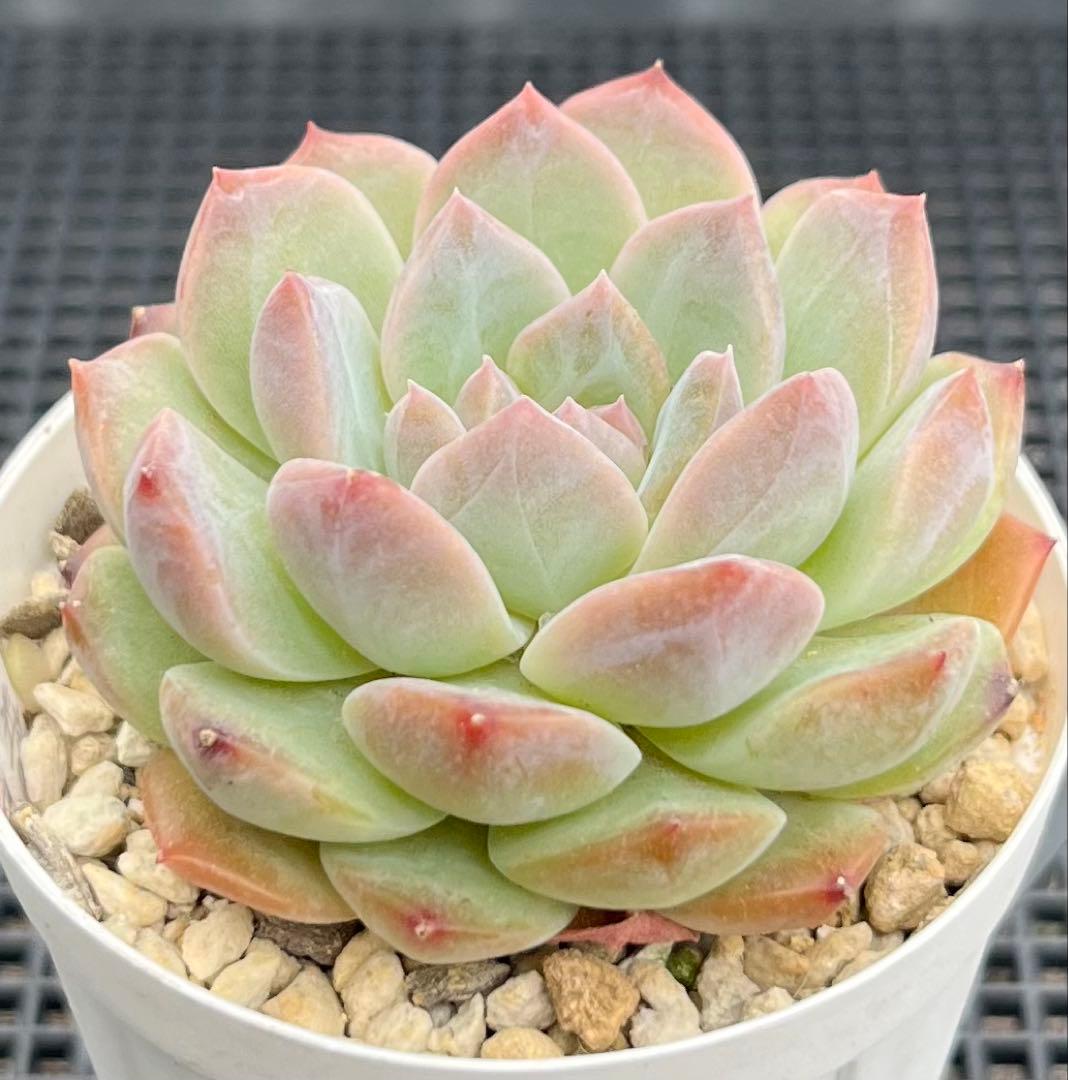 多肉植物【シュガークリスタル】（氷砂糖水晶）　抜き苗