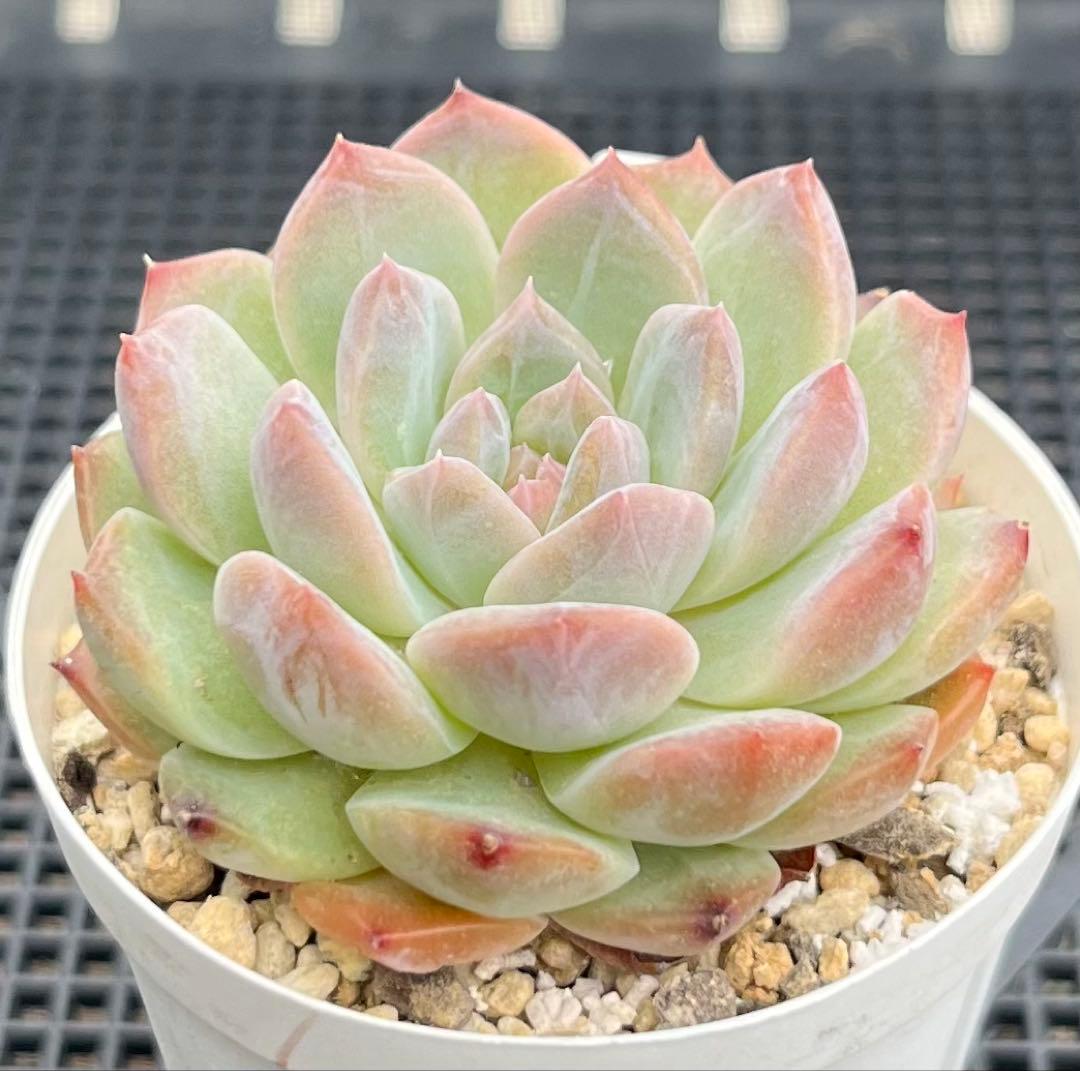 多肉植物【シュガークリスタル】（氷砂糖水晶）　抜き苗